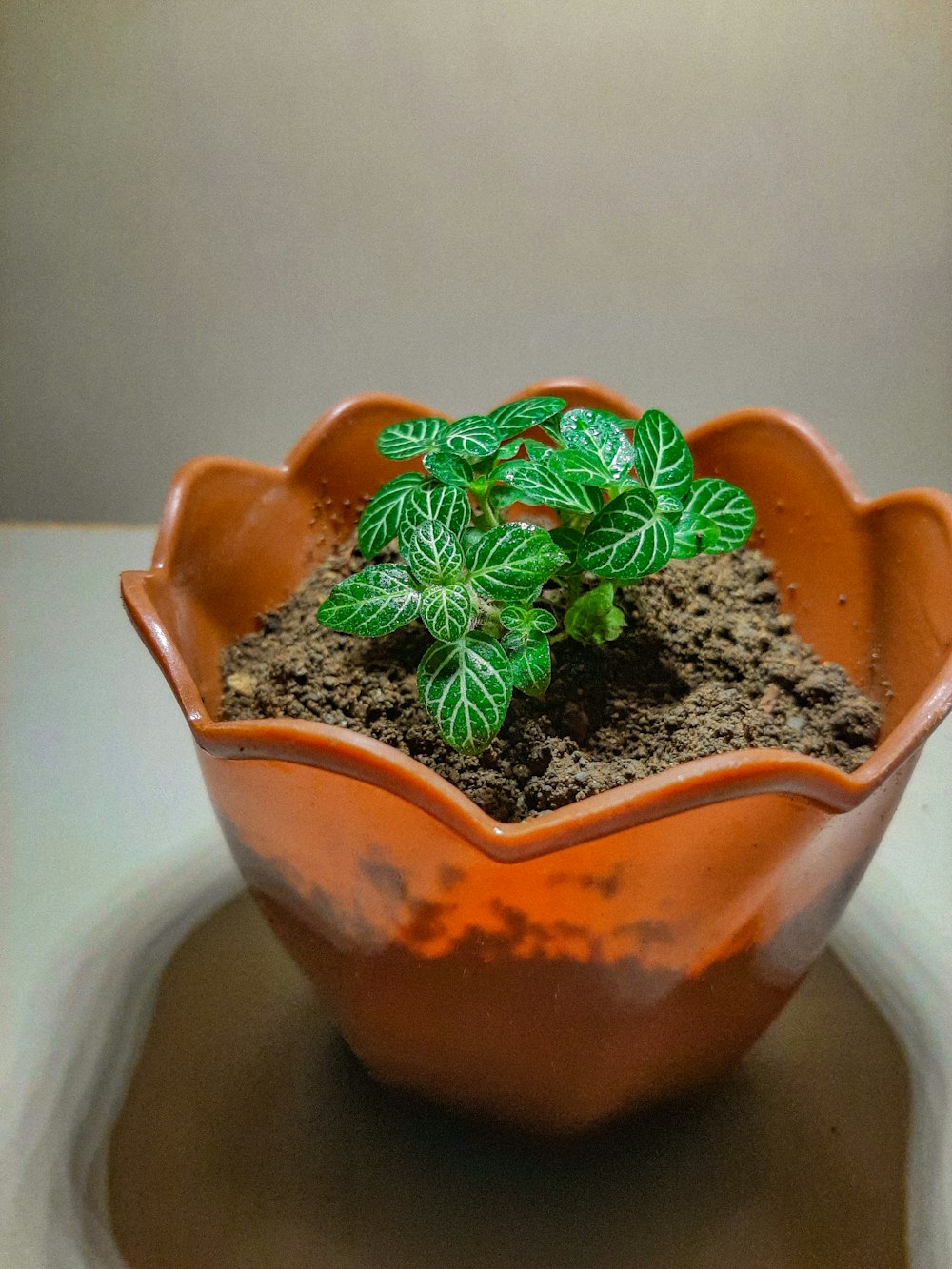 a small potted plant is sitting on a table