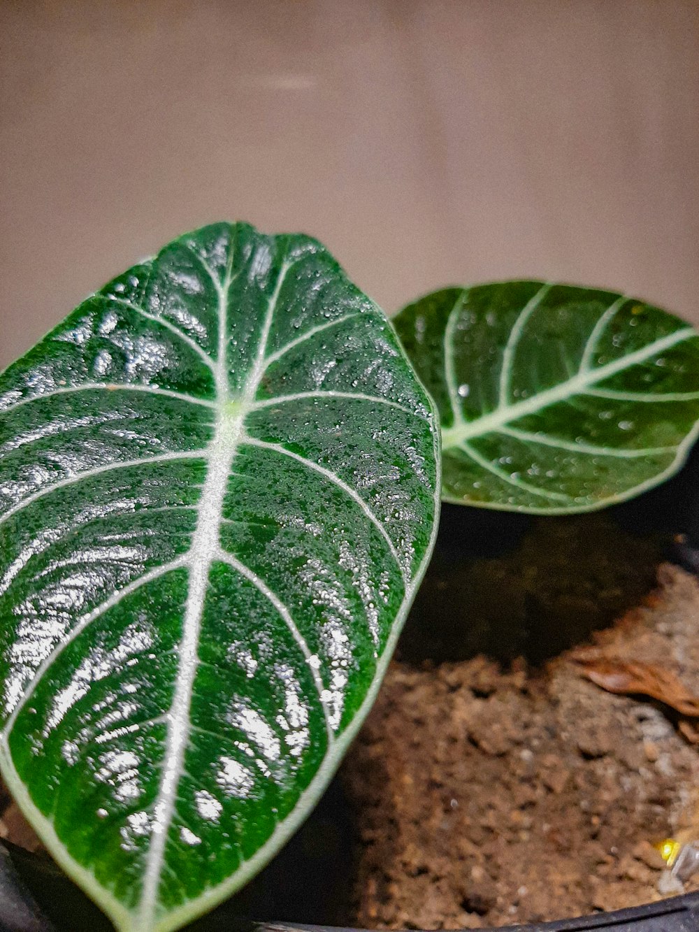 a couple of green leaves sitting on top of a table