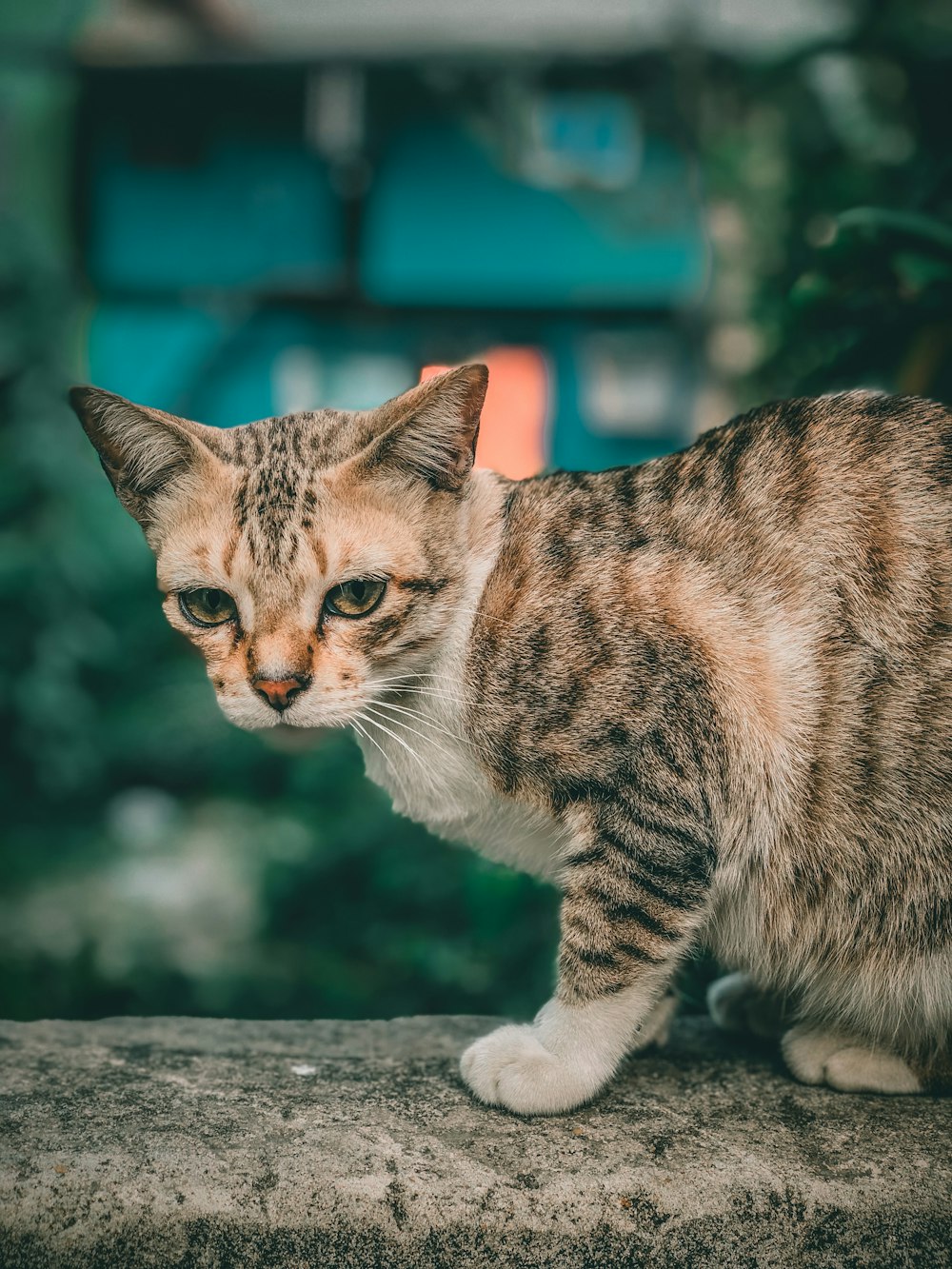 시멘트 벽 위에 서 있는 고양이