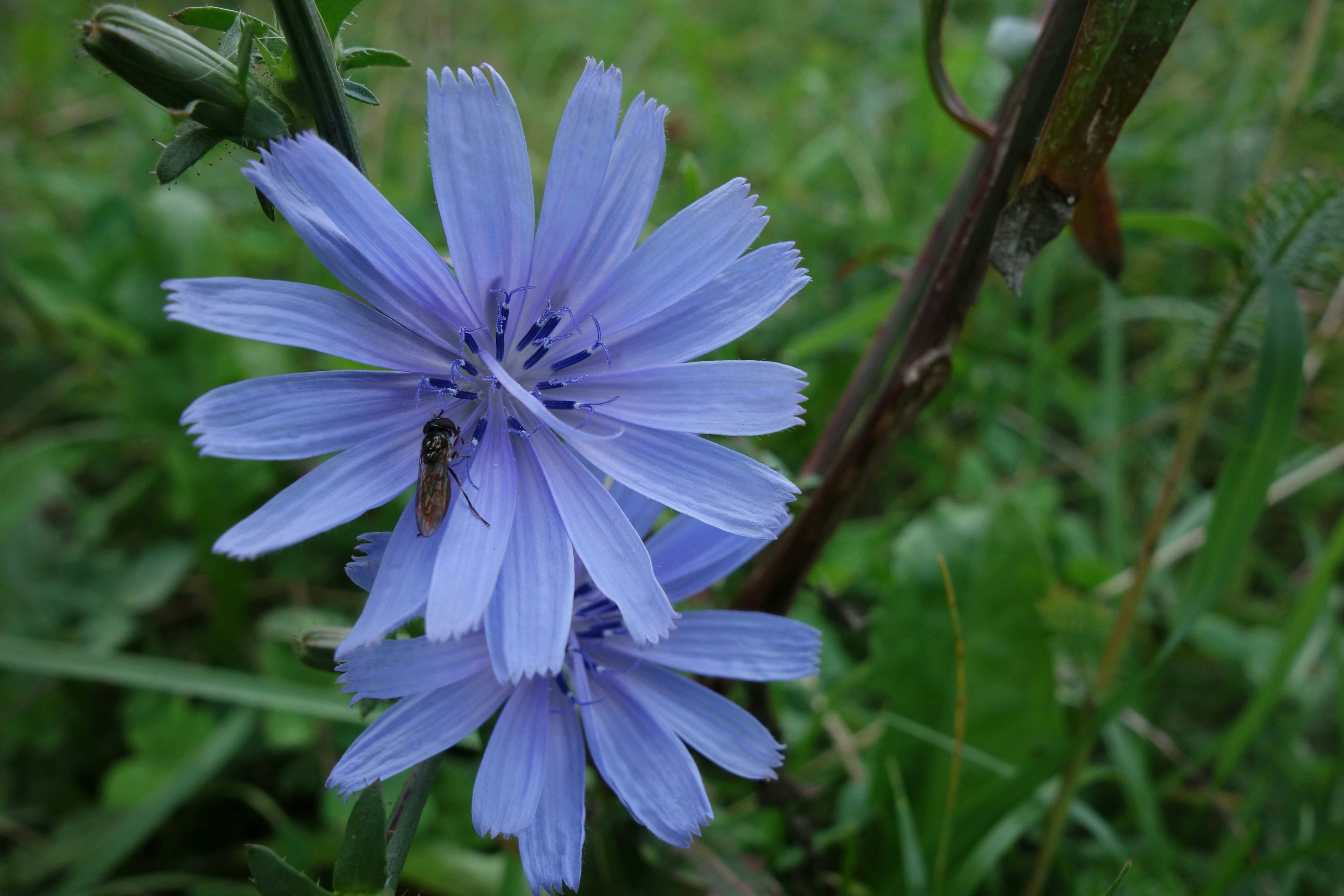 Photo by derwanderer