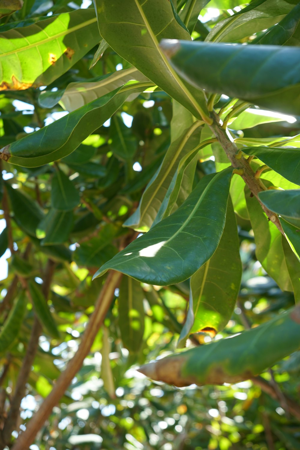 a green leafy tree with lots of leaves