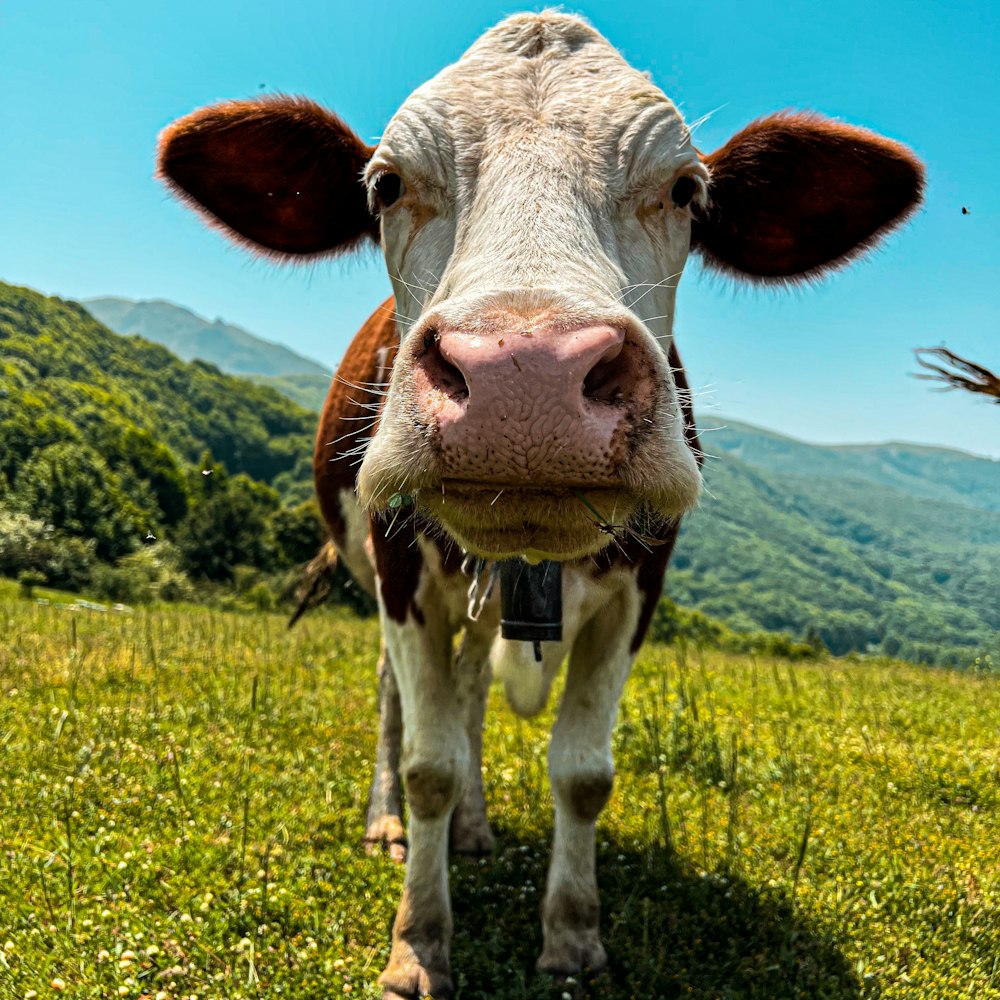 a brown and white cow standing on top of a lush green field