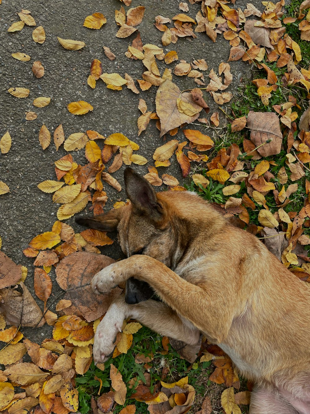 a brown dog laying on top of a pile of leaves