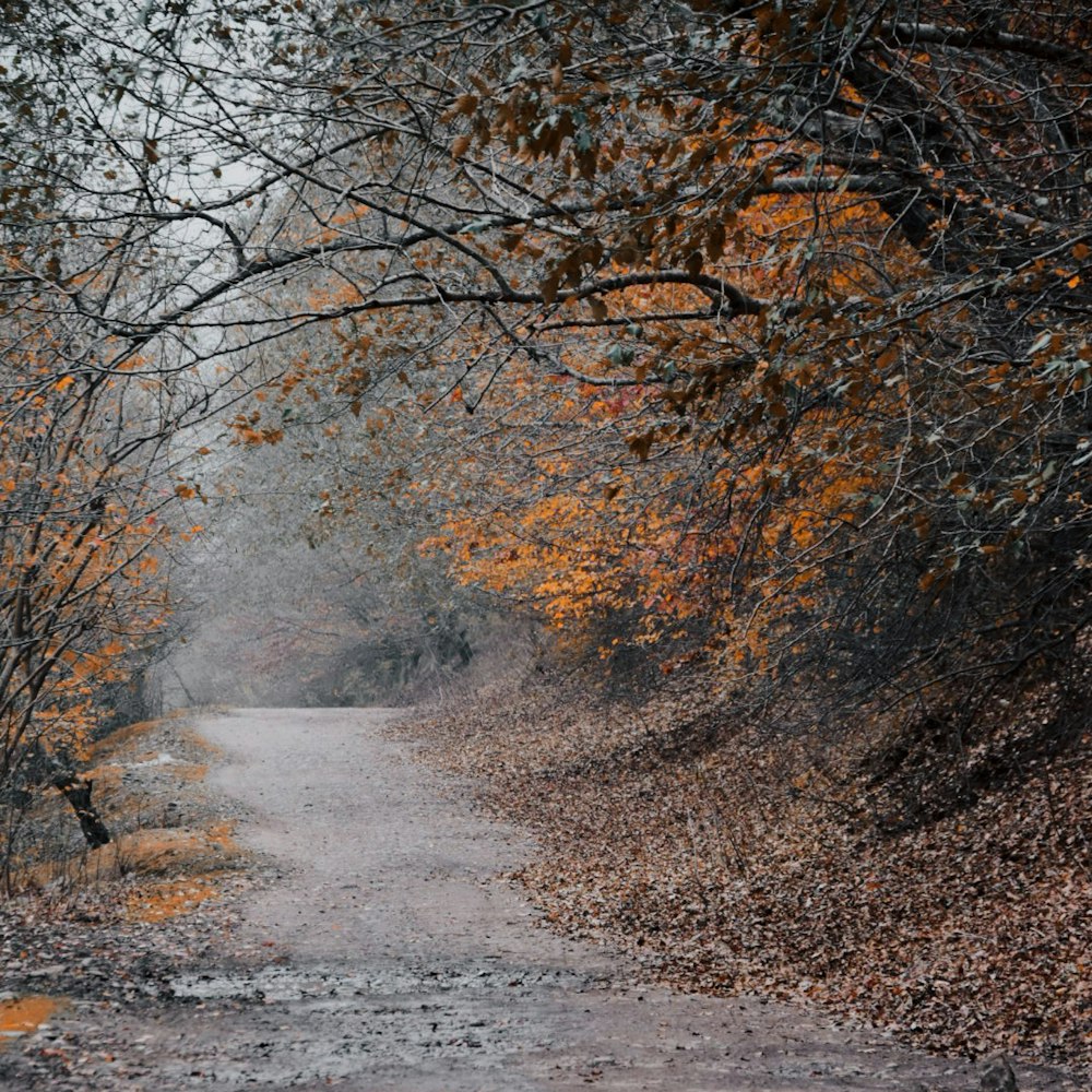 a dirt road surrounded by trees and leaves