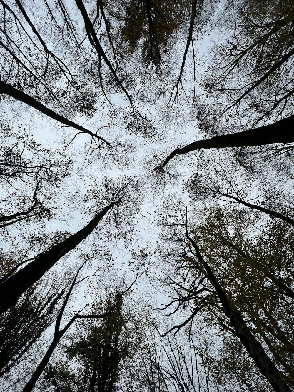 looking up at the tops of tall trees in a forest