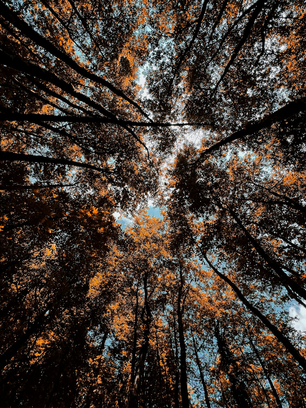 looking up at the tops of tall trees