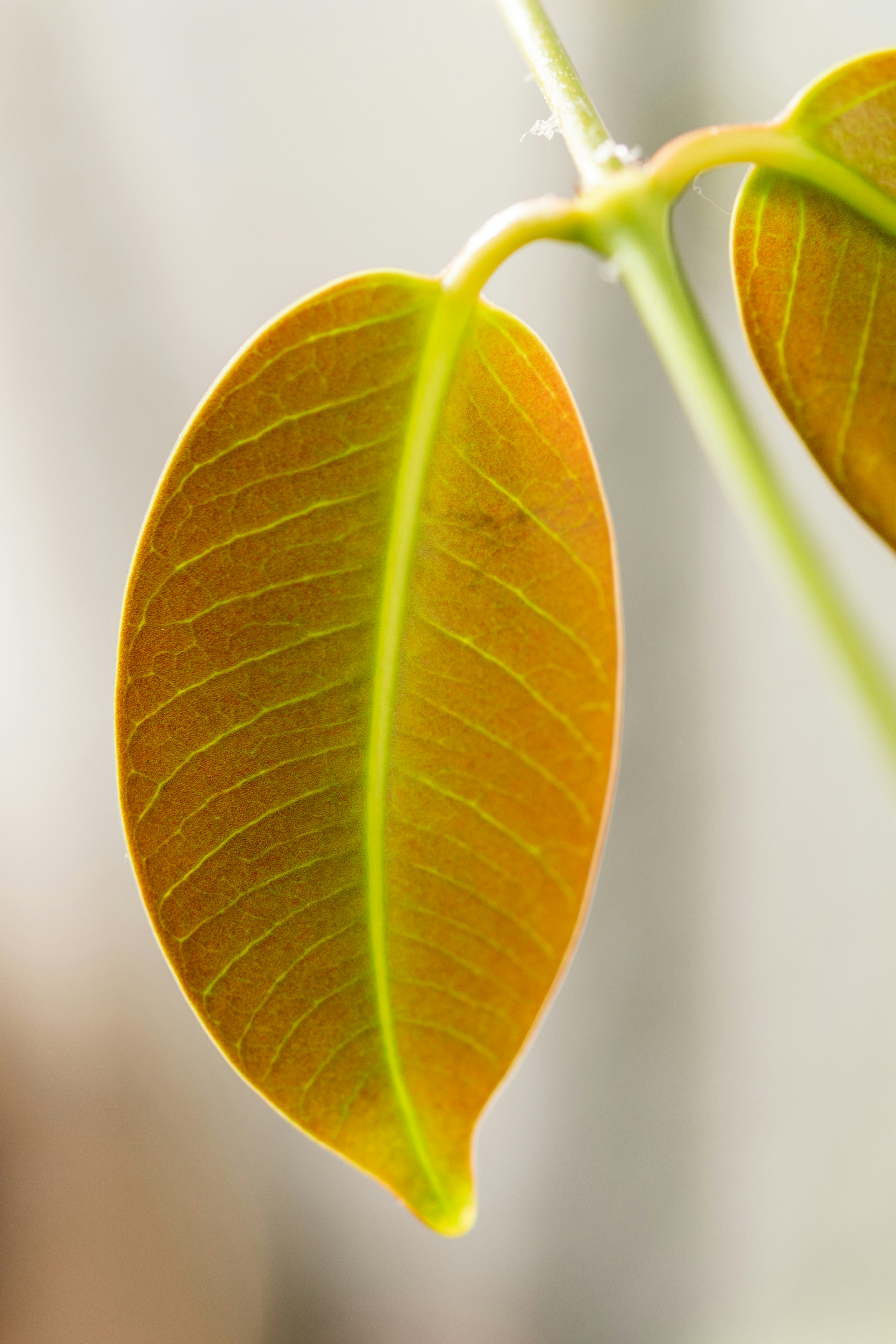 Photo by bkaraivanov