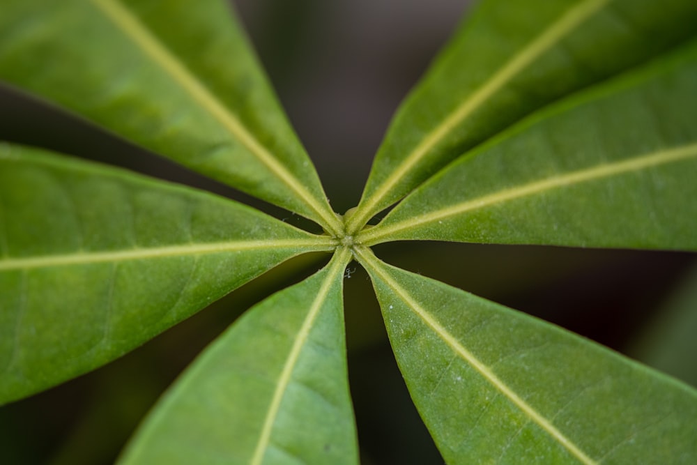 a close up of a large green leaf