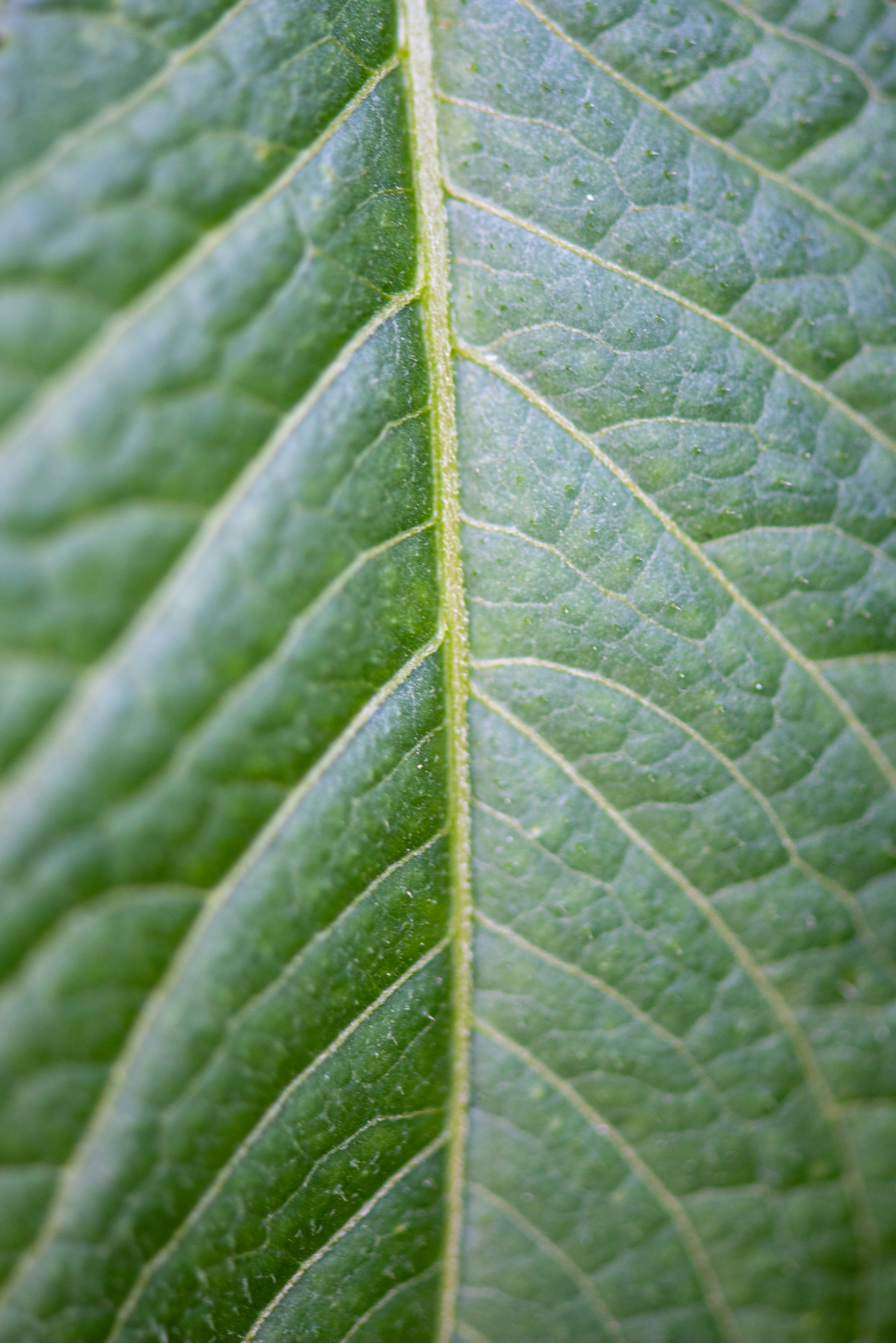 Photo by bkaraivanov