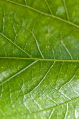 a close up of a green leaf