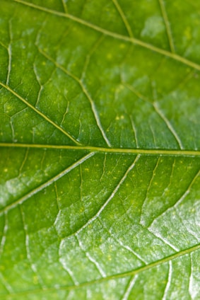 a close up of a green leaf