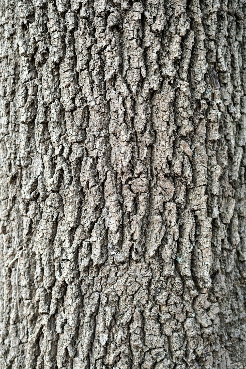 a close up of the bark of a tree