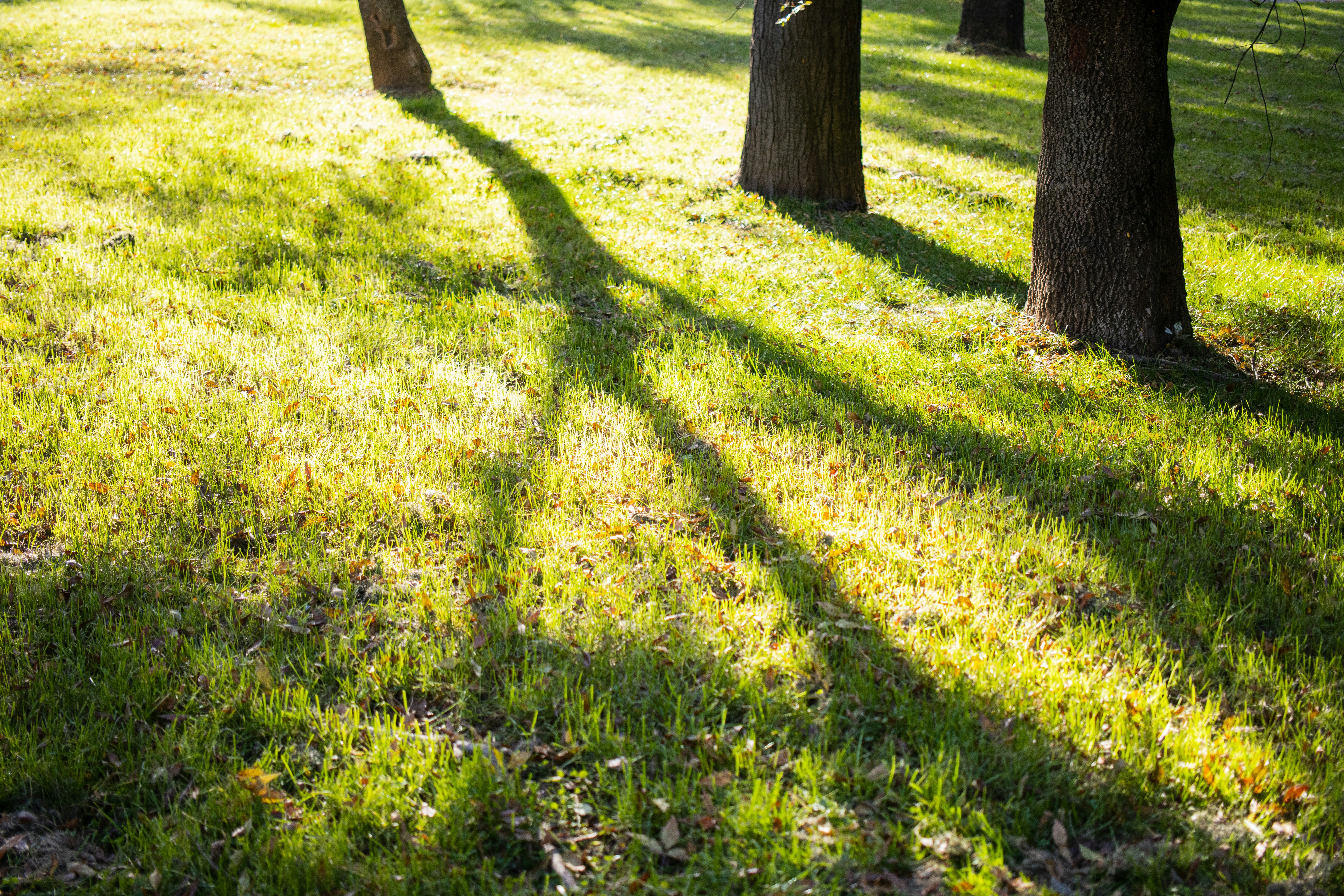 Photo by bkaraivanov