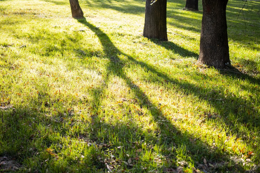 a line of trees casting a shadow on the grass