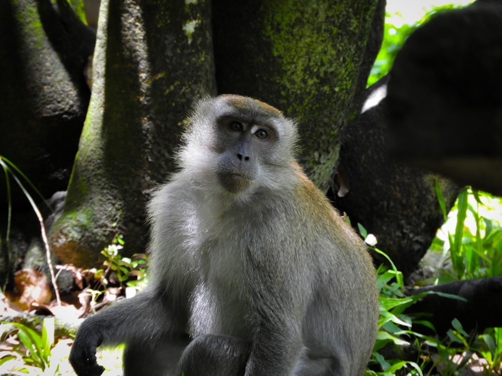 a monkey sitting on the ground next to a tree