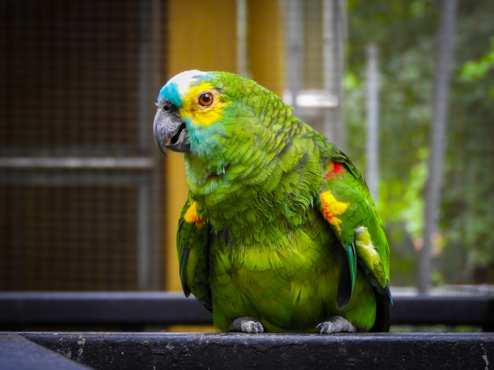 a green and yellow parrot sitting on top of a table