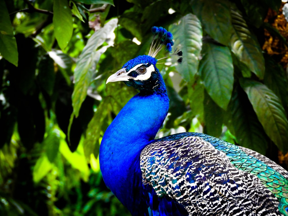 a blue and black bird standing in front of a tree