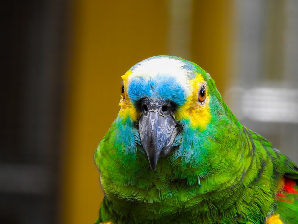 a green and yellow parrot with a blue beak