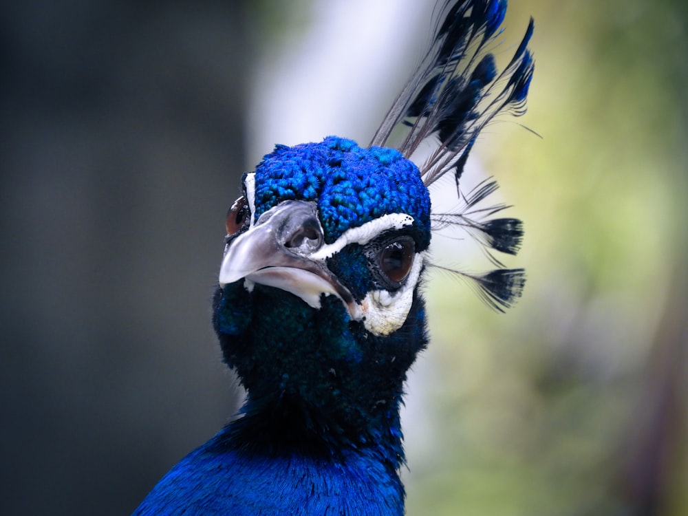 a close up of a blue bird with feathers
