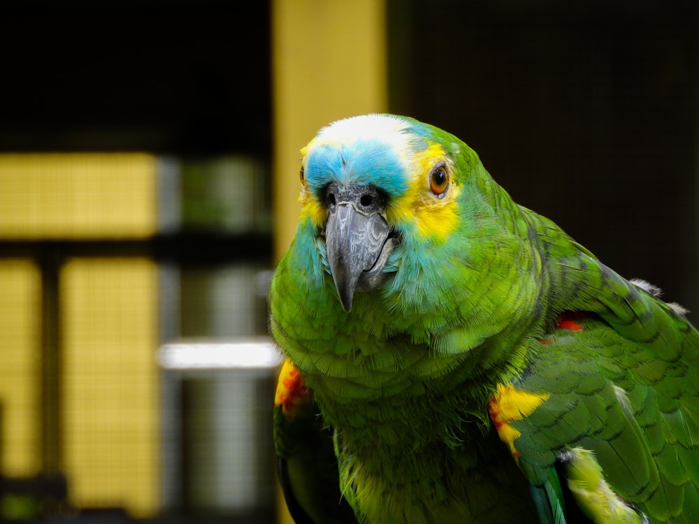 a green parrot with yellow and blue feathers