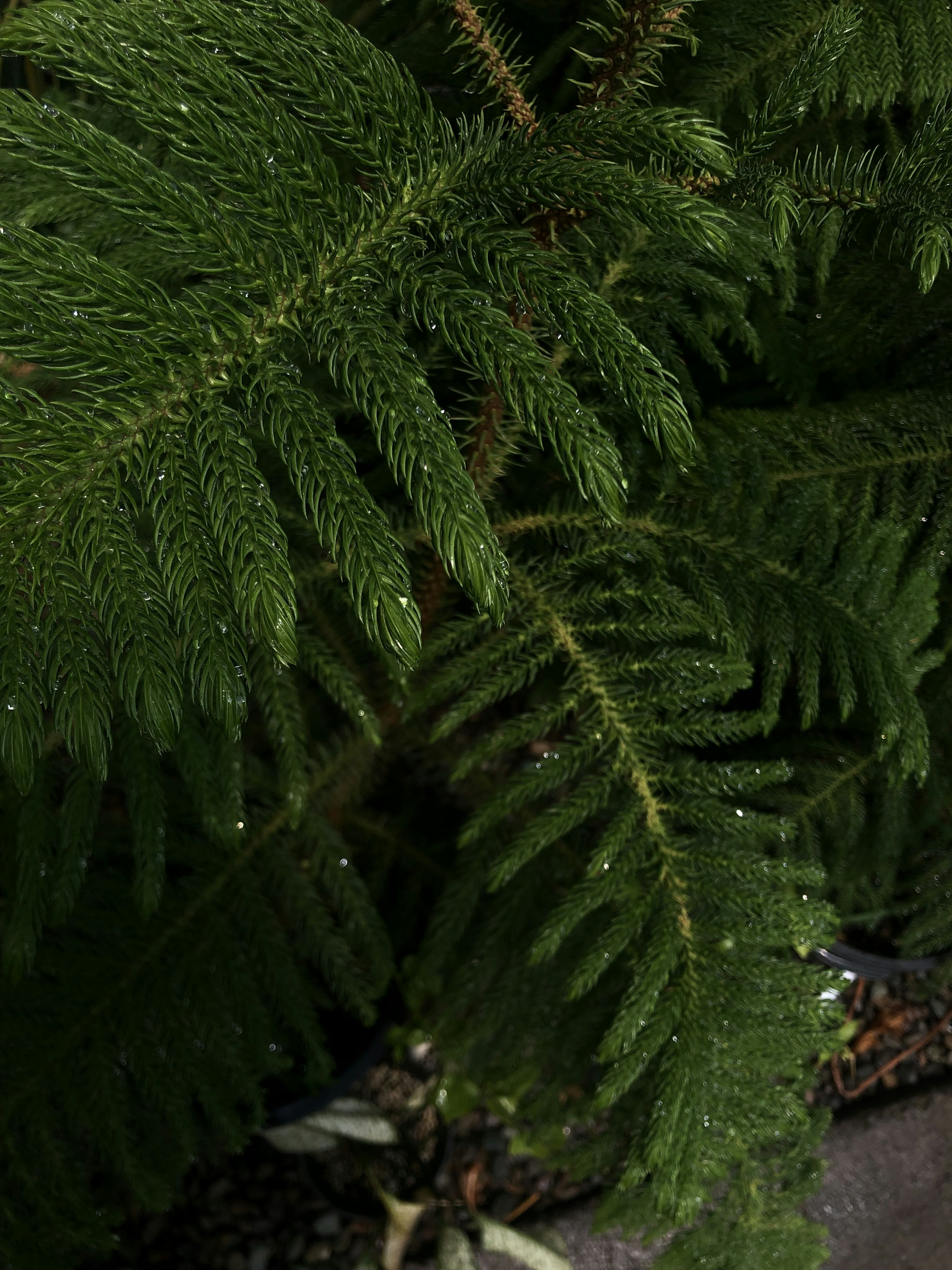 Photo by smile_shiin