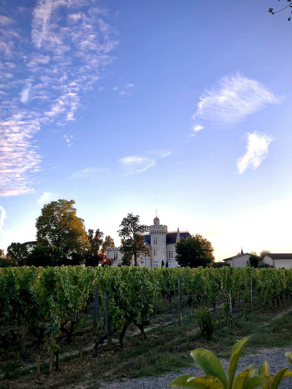 a vineyard with a church in the background