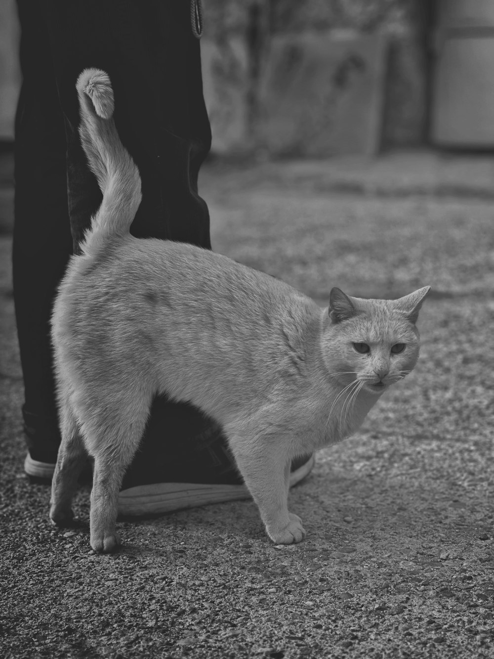 a cat standing on top of a shoe next to a person