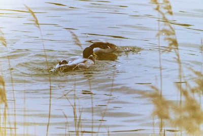 A pair of elegant white ducks swimming in a tranquil pond.
