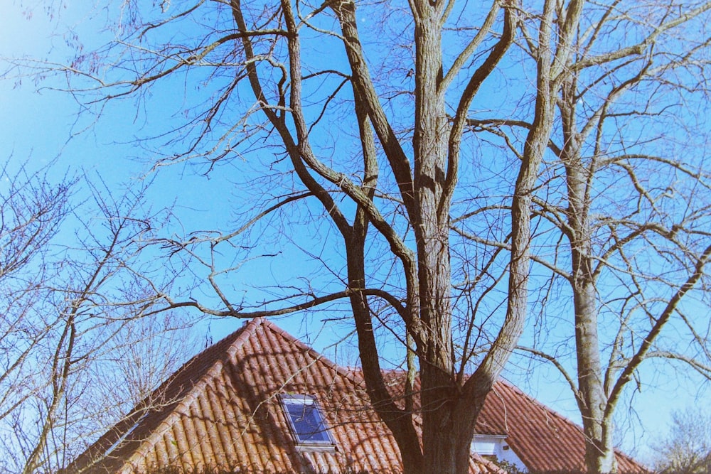 a tree with no leaves in front of a house