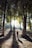 A person wearing an orange jacket walks along a forest path lined with tall trees. Sunlight filters through the foliage, casting long shadows on the ground and creating a serene, natural ambiance.