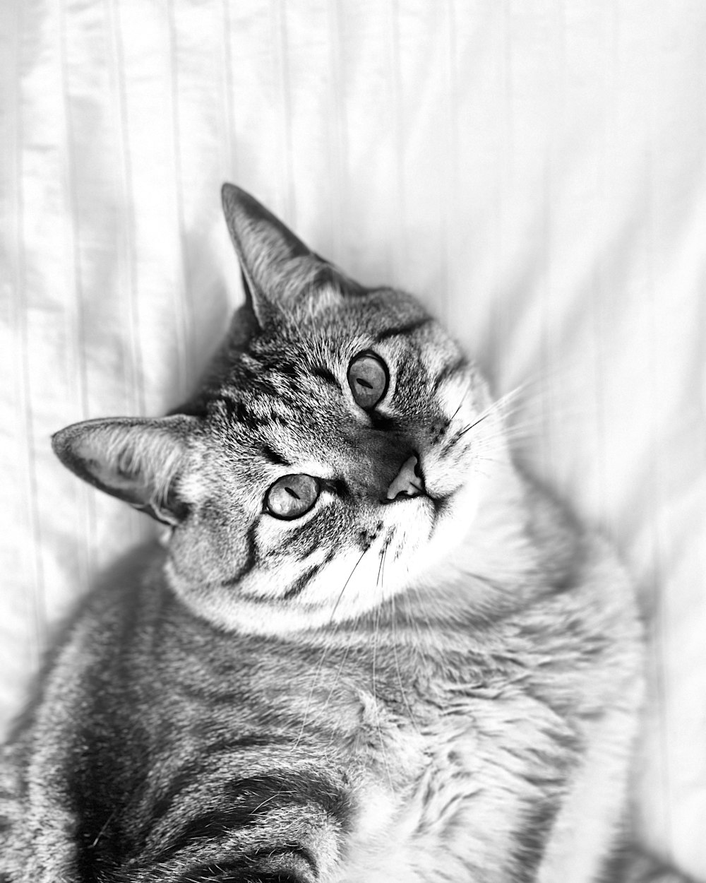 a black and white photo of a cat laying on a bed