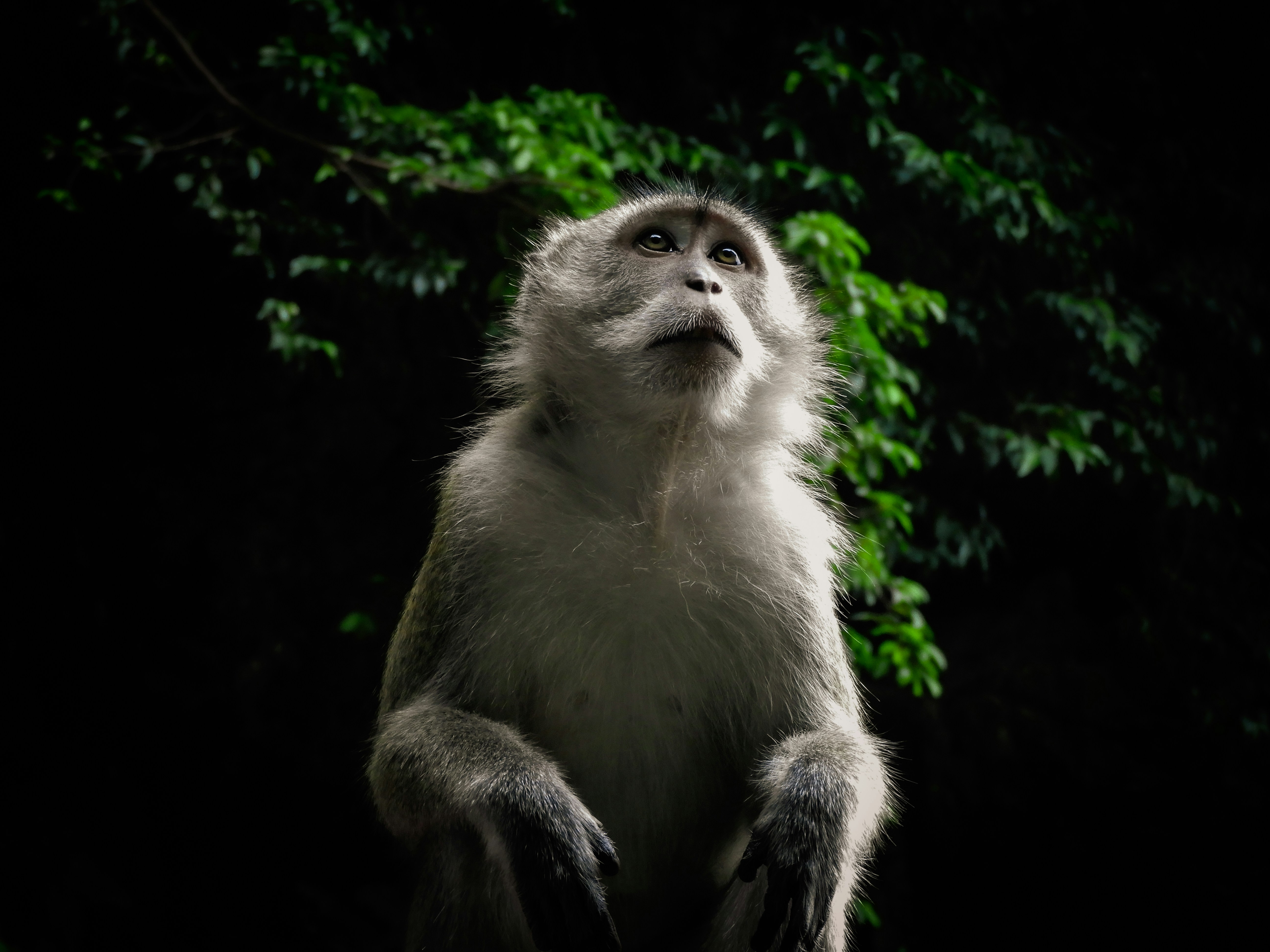 Photo by irathespaceraccoon