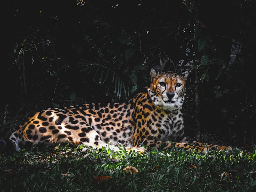 a large cheetah sitting in the shade of a tree