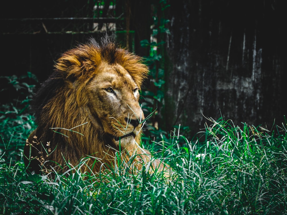 a lion laying down in a grassy field