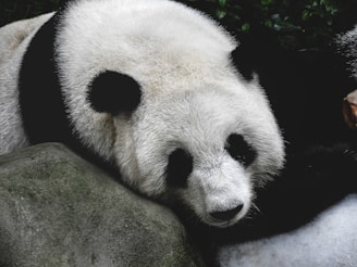 A panda resting its head gently on a large rock, showcasing its distinct black and white fur pattern. The surrounding foliage adds a touch of greenery to the scene.