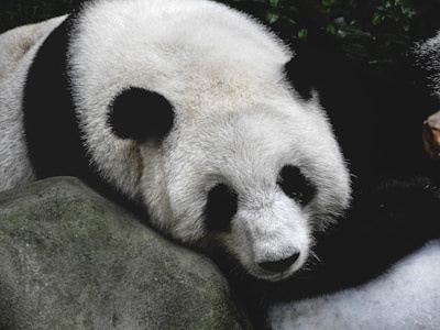 A panda resting its head gently on a large rock, showcasing its distinct black and white fur pattern. The surrounding foliage adds a touch of greenery to the scene.