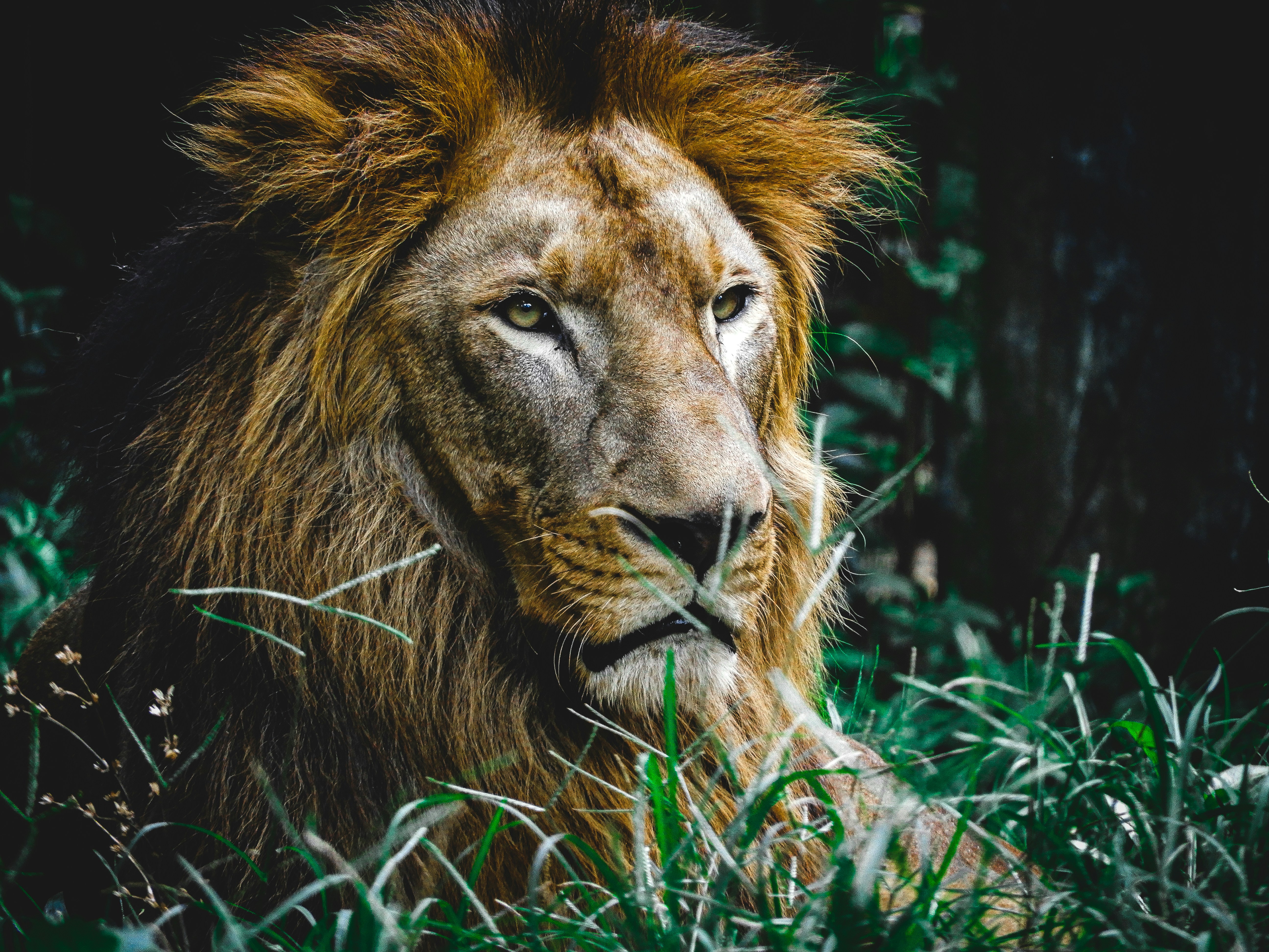 Photo by irathespaceraccoon