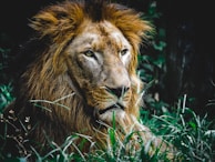 A majestic lion with a thick mane resting amidst lush, green grass. The light highlights the lion's detailed facial features and fur texture, conveying a sense of strength and regality.