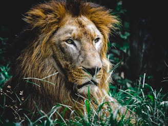 A majestic lion with a thick mane resting amidst lush, green grass. The light highlights the lion's detailed facial features and fur texture, conveying a sense of strength and regality.