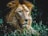 A majestic lion with a thick mane resting amidst lush, green grass. The light highlights the lion's detailed facial features and fur texture, conveying a sense of strength and regality.