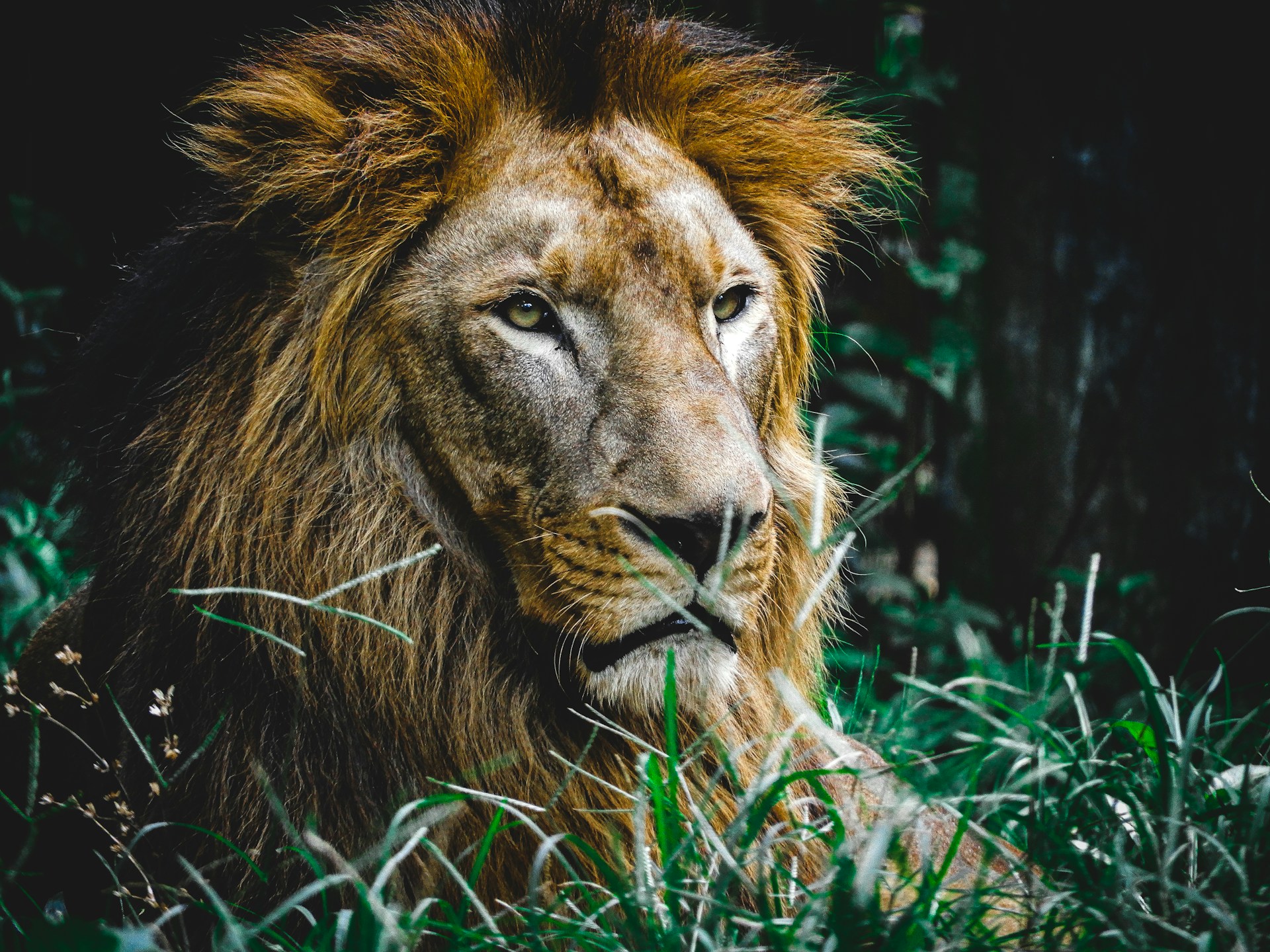 A close-up of a majestic lion resting in the grass, embodying the essence of wildlife in Africa.