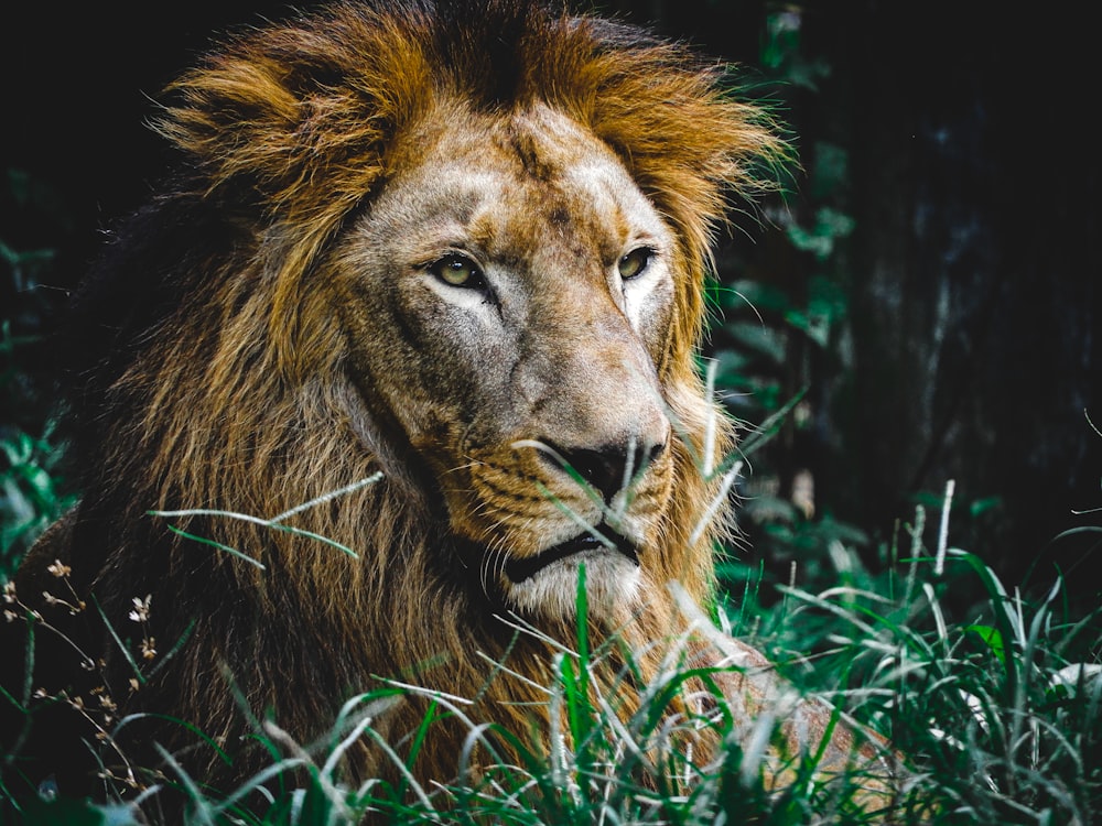 a close up of a lion laying in the grass