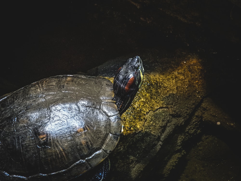 a close up of a turtle on a rock