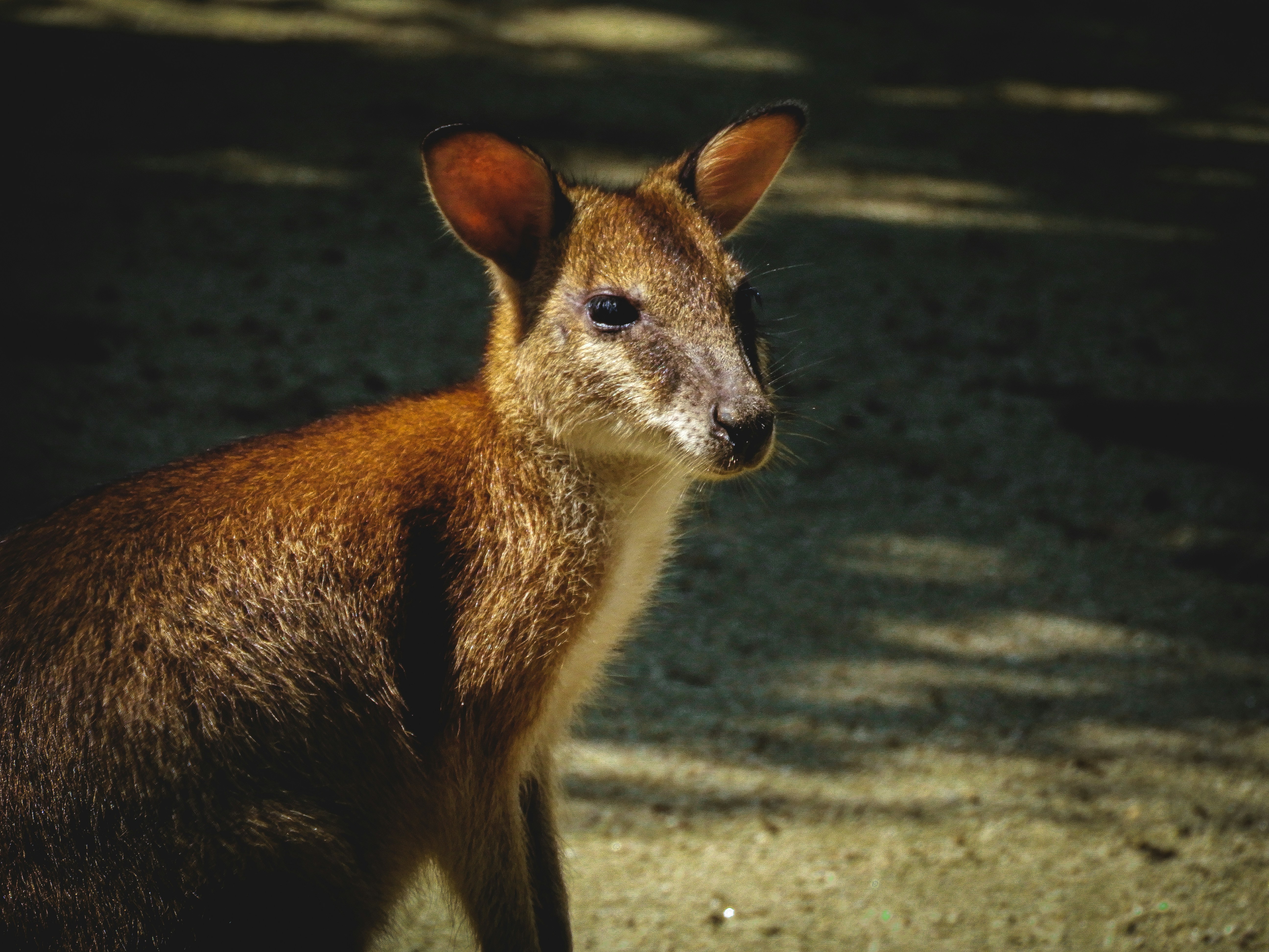 Photo by irathespaceraccoon