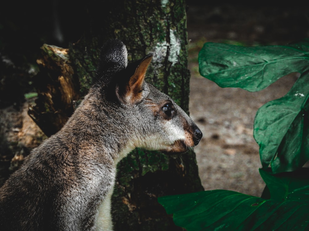 a close up of a kangaroo near a tree