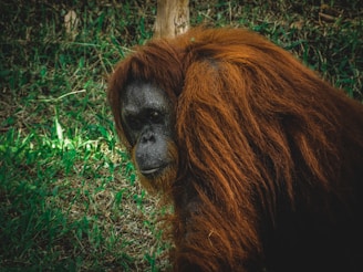 An orangutan with long, reddish-brown hair is visible, surrounded by grass and some trees in the background.