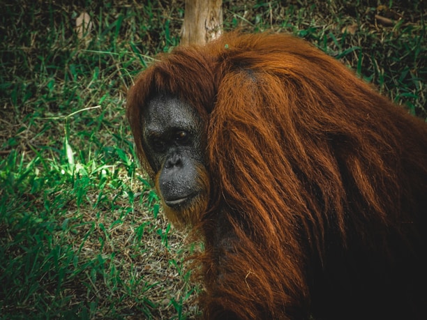An orangutan with long, reddish-brown hair is visible, surrounded by grass and some trees in the background.