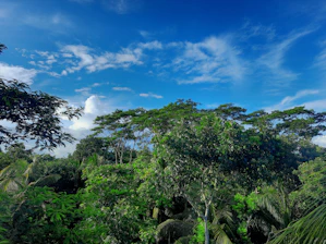 Lush green forest thriving under a clear blue sky, symbolizing renewal.