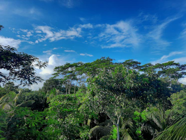 Lush green forest thriving under a clear blue sky, symbolizing renewal.