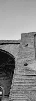 Close-up of the innovative bird barrier installed on a garden wall, showing its sleek design.